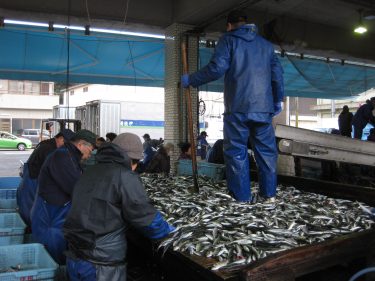 Ine fish market “Hamauri” sale!